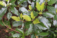 Quintinia sieberi