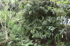 Quintinia sieberi