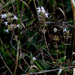 Thymus jankae - Photo (c) Ron Frumkin, algunos derechos reservados (CC BY-NC), subido por Ron Frumkin