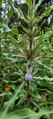 Hygrophila