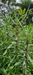 Hygrophila