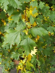 Crataegus