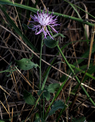 Centaurea grisebachii