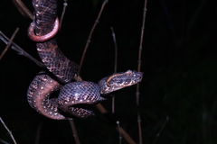 Craspedocephalus puniceus