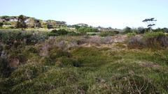 Cliffortia ferruginea