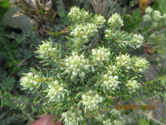 Phylica axillaris axillaris