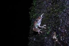 Philautus aurifasciatus