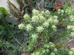 Phylica axillaris axillaris