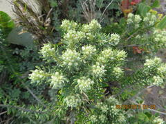 Phylica axillaris axillaris