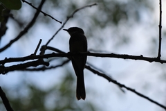 Myiagra rubecula