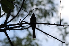 Myiagra rubecula