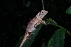 Gonocephalus kuhlii
