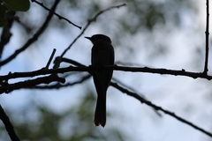 Myiagra rubecula