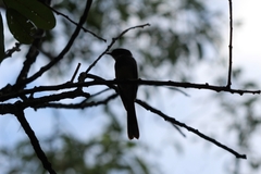 Myiagra rubecula