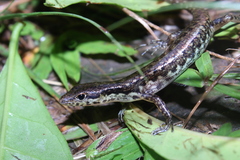 Sphenomorphus puncticentralis