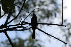 Myiagra rubecula