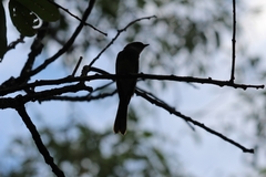 Myiagra rubecula