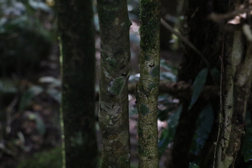 Image of Endiandra crassiflora by (c) Greg Tasney, some rights reserved (CC BY-SA)