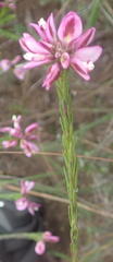 Polygala umbellata