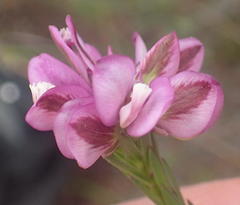 Polygala umbellata