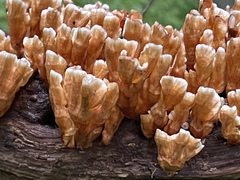 Xylobolus spectabilis