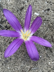 Colchicum filifolium