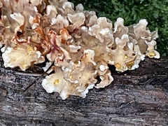 Xylobolus spectabilis