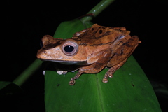 Polypedates pseudotilophus