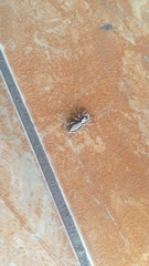 Menemerus bivittatus