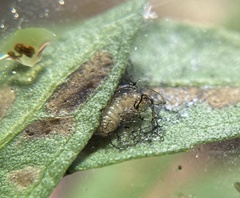 Ophraella notulata