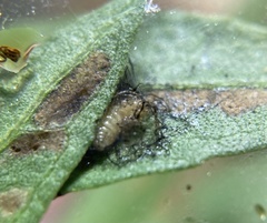 Ophraella notulata