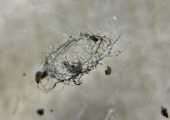 Ophraella notulata