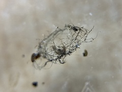 Ophraella notulata