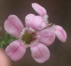 Euchaetis albertiniana