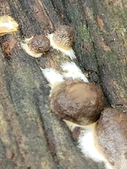 Reticularia splendens
