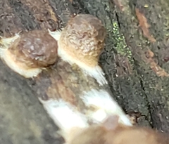 Reticularia splendens