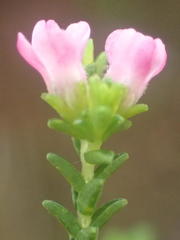 Euchaetis albertiniana