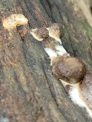 Reticularia splendens