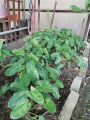 Philodendron burle-marxii