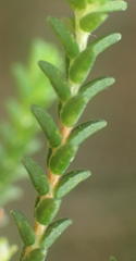 Euchaetis albertiniana