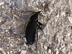 Carabus coriaceus