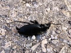 Carabus coriaceus