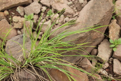 Carex eleusinoides
