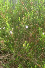 Euchaetis albertiniana