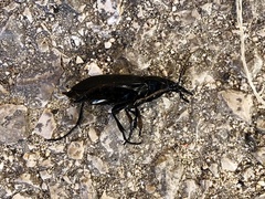 Carabus coriaceus
