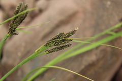 Carex eleusinoides