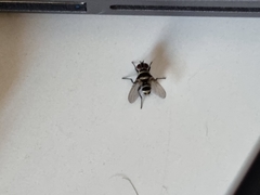 Trigonospila transvittata