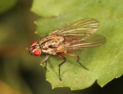Hylemya vagans