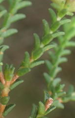Euchaetis albertiniana