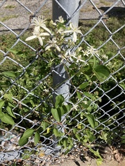 Clematis terniflora